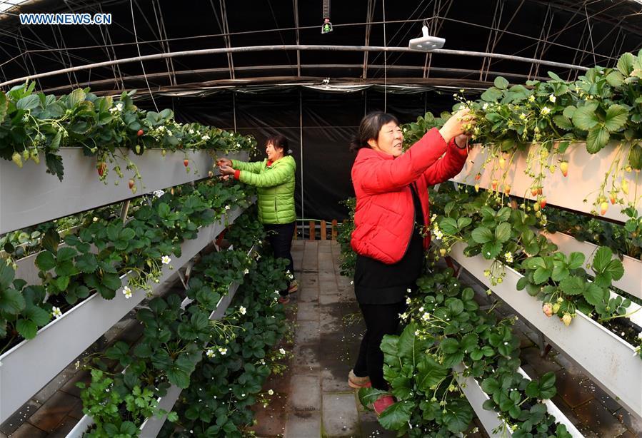 Farmers attend strawberry plants at a greenhouse in Huailai County, north China\'s Hebei Province, Jan. 4, 2019. (Xinhua/Wu Diansen)