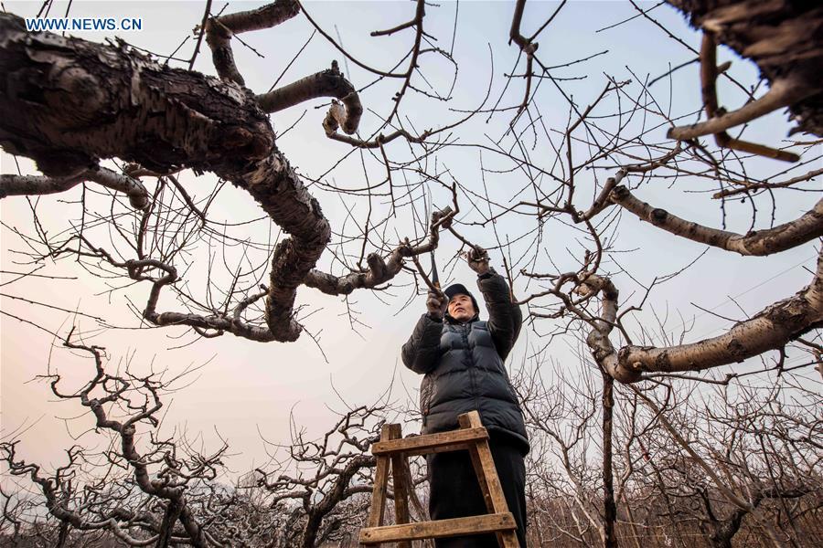 A farmer prunes branches for peach trees in Qingzhou, east China\'s Shandong Province, Jan. 4, 2019. (Xinhua/Wang Jilin)