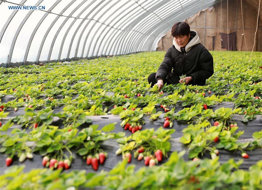 A farmer attends strawberry plants at a greenhouse in Renxian County, north China\'s Hebei Province, Jan. 4, 2019. (Xinhua/Song Jie)