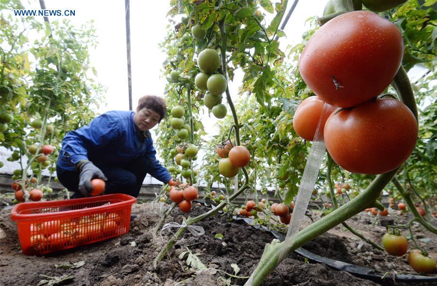 A farmer harvests tomatoes at a greenhouse in Handan, north China\'s Hebei Province, Jan. 4, 2019. (Xinhua/Hao Qunying)