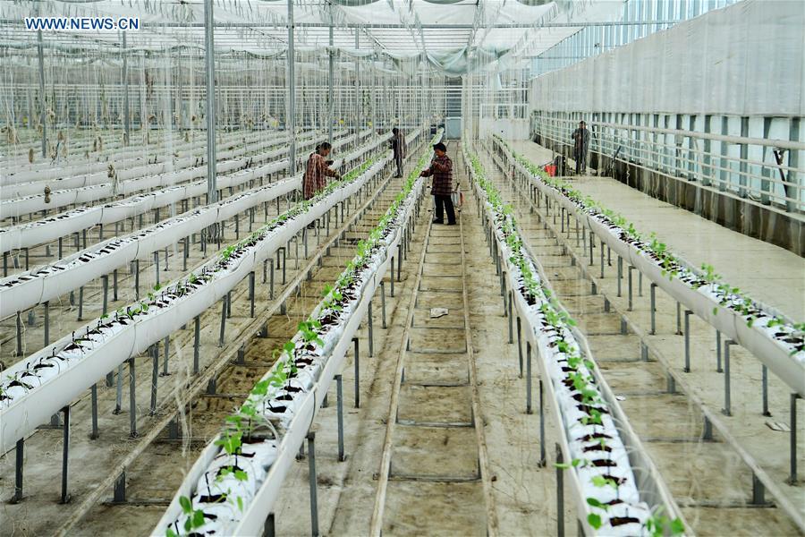 Staff members take care of cucumber seedlings at a greenhouse in Hai\'an City, east China\'s Jiangsu Province, Jan. 4, 2019. (Xinhua/Gu Huaxia)