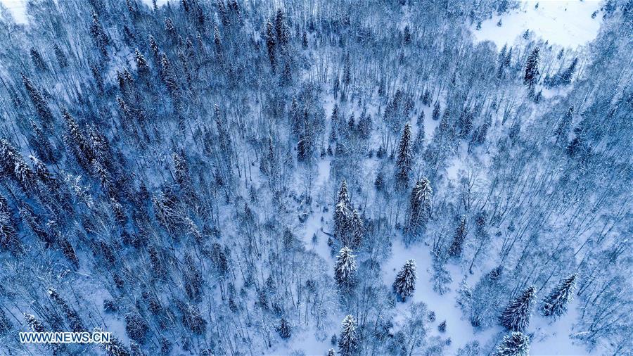 Aerial photo taken on Jan. 2, 2019 shows forest covered by snow in Kanas, northwest China\'s Xinjiang Uygur Autonomous Region. Kanas scenic spot attracts lots of visitors in winter with its pure snow scenery and various entertainment. (Xinhua/Hu Huhu)