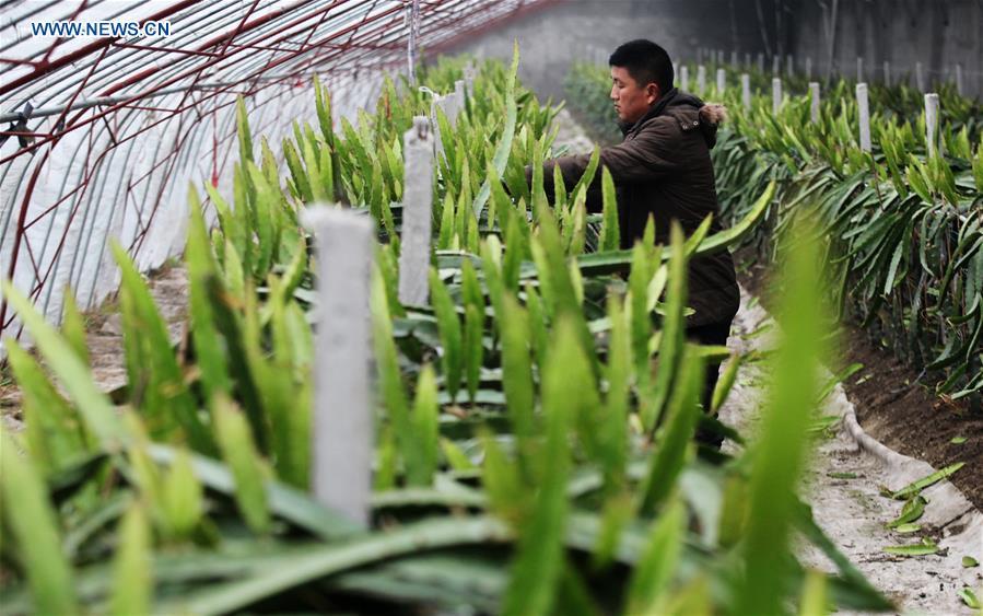 A farmer prunes pitaya plants at a greenhouse in Jiangwang Town, Yangzhou City, east China\'s Jiangsu Province, Jan. 4, 2019. (Xinhua/Meng Delong)