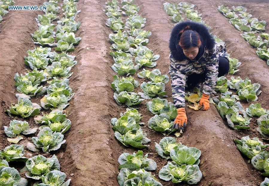 A farmer plants kale at a greenhouse in Xingtai, north China\'s Hebei Province, Jan. 4, 2019. (Xinhua/Tian Xiaoli)