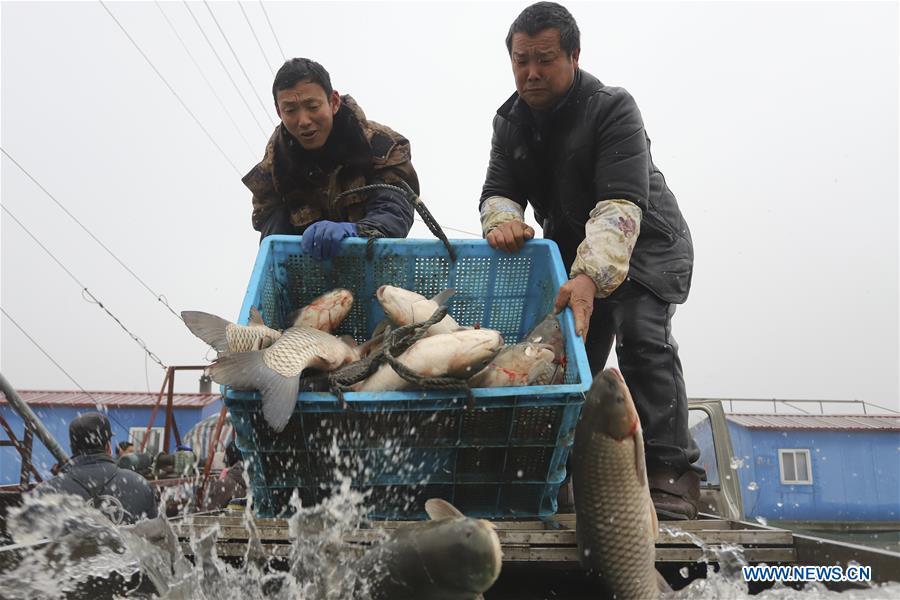 <?php echo strip_tags(addslashes(Fishermen harvest fish in Chahe Town of Huai'an, east China's Jiangsu Province, Jan. 6, 2019. (Xinhua/Wan Zhen))) ?>