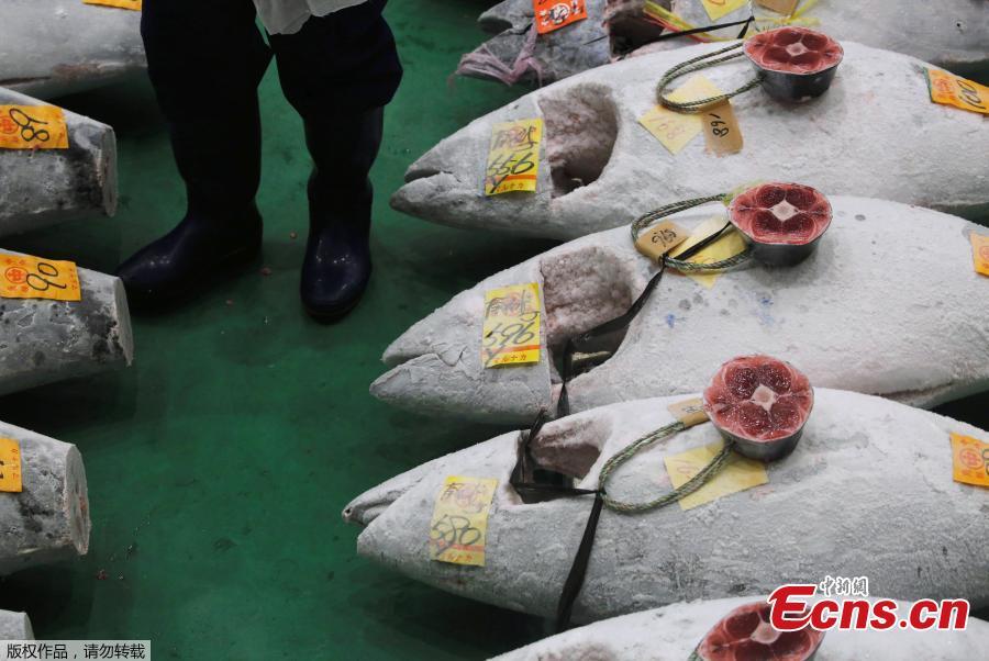 A wholesaler checks the quality of frozen tuna displayed during the Toyosu fish market\'s first tuna auction in this year in Tokyo, Japan, Jan. 5, 2019. (Photo/Agencies)