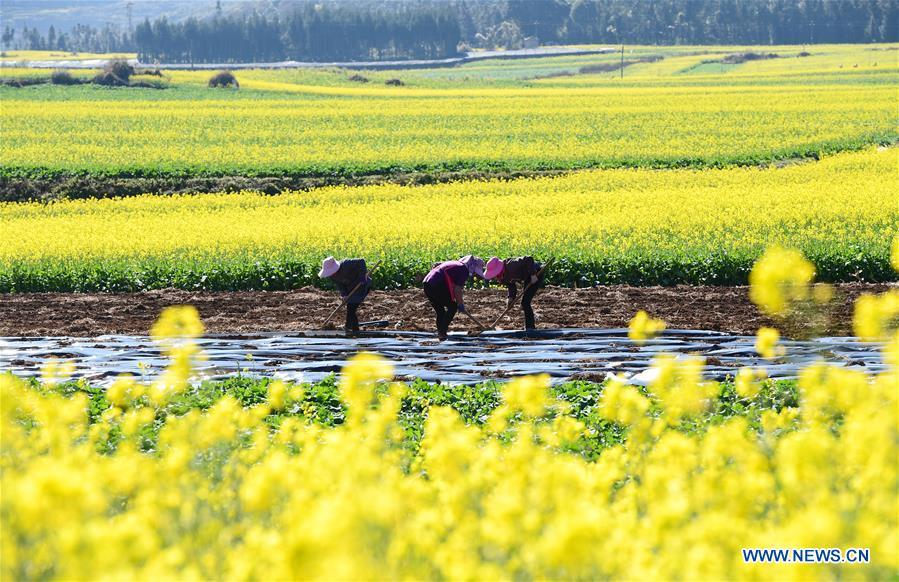 <?php echo strip_tags(addslashes(Farmers work in the field beside the cole flowers at Luoping County in Qujing City, southwest China's Yunnan Province, Jan. 6, 2019. (Xinhua/Mao Hong))) ?>