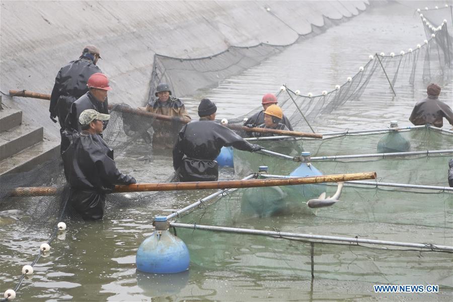 <?php echo strip_tags(addslashes(Fishermen harvest fish in Chahe Town of Huai'an, east China's Jiangsu Province, Jan. 6, 2019. (Xinhua/Wan Zhen))) ?>