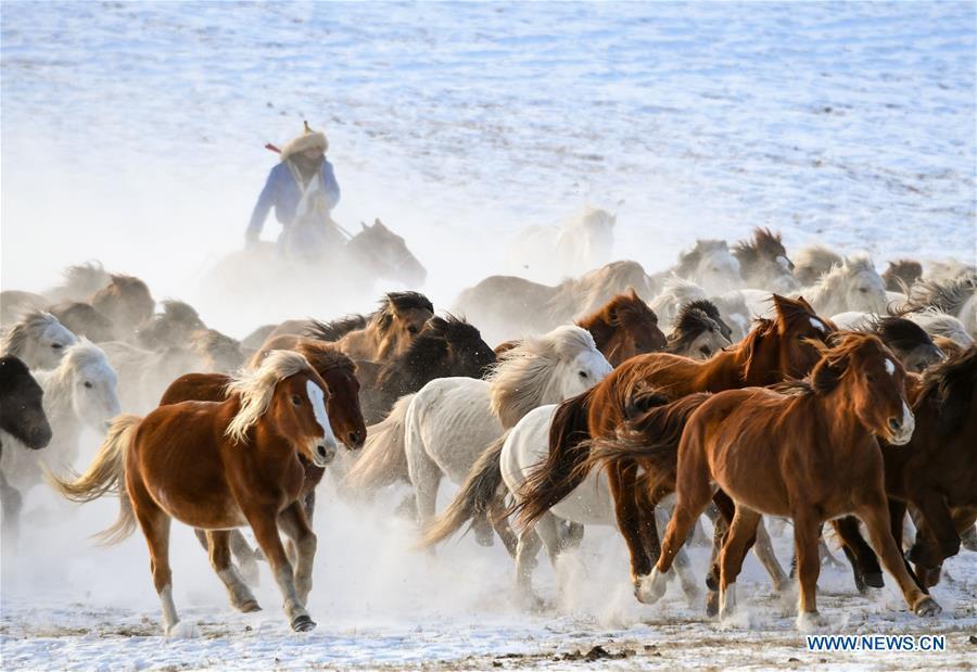 A herdsman drives horses on the snow-covered grassland in Hexigten Banner of Chifeng City, north China\'s Inner Mongolia Autonomous Region, Jan. 6, 2019. Inner Mongolia greets a peak tourism season in winter recently. (Xinhua/Peng Yuan)