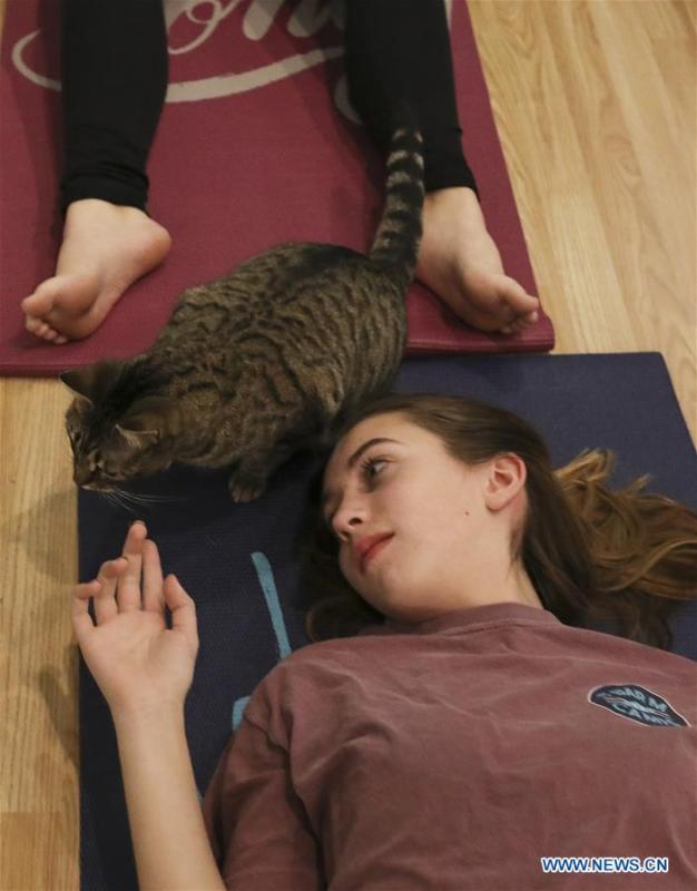 A cat is seen on a yoga participant\'s mat at the El Gato Coffeehouse, a cat cafe in Houston, Texas, the United States, on Jan. 6, 2019. During the Yoga with Cats class, cats walk freely among people\'s mats. Yoga participants said that it was a calm and fun experience with the cats. (Xinhua/Yi-Chin Lee)