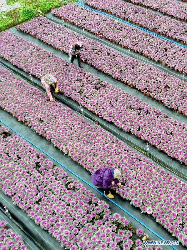 Gardeners work at an agricultural park in Chengdong Township of Nantong City, east China\'s Jiangsu Province, on Jan. 7, 2019. As the Chinese Lunar New Year is drawing near, the potted plants have entered its season of sales in Chengdong Township. (Xinhua/Xiang Zhonglin)