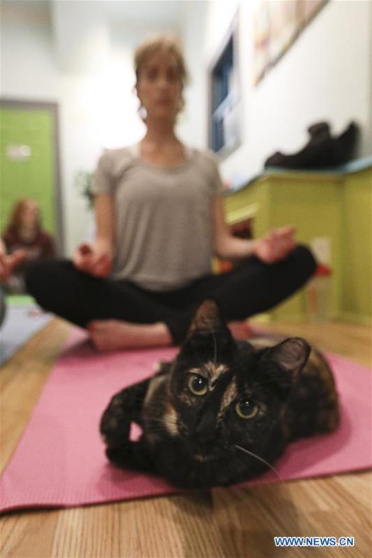 A cat is seen on a yoga participant\'s mat as she has a yoga class at the El Gato Coffeehouse, a cat cafe in Houston, Texas, the United States, on Jan. 6, 2019. During the Yoga with Cats class, cats walk freely among people\'s mats. Yoga participants said that it was a calm and fun experience with the cats. (Xinhua/Yi-Chin Lee)