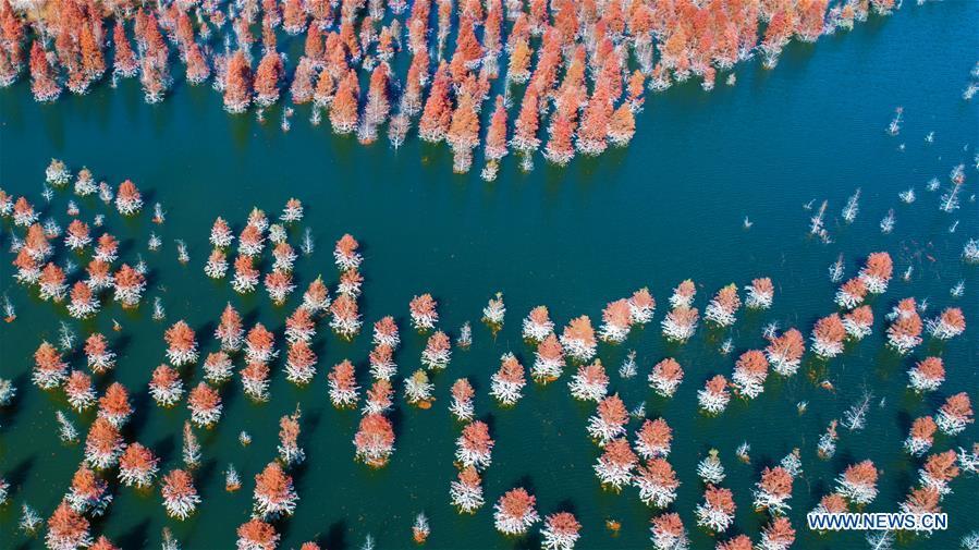 Aerial photo taken on Jan. 4, 2019 shows the wetland of dawn redwood in Dianwei Village in Panlong District of Kunming, capital of southwest China\'s Yunnan Province. The wetland is located at Songhuaba water source reserve, also the upper reaches of the Dian Lake. Songhuaba water source reserve is the main drinking water source of Kunming City. Ecological remediation measures have been implemented for ten years in this area to protect the environment. (Xinhua/Qin Qing)