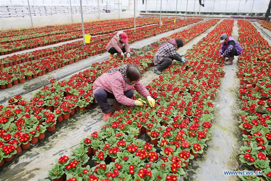 Gardeners work at an agricultural park in Chengdong Township of Nantong City, east China\'s Jiangsu Province, on Jan. 7, 2019. As the Chinese Lunar New Year is drawing near, the potted plants have entered its season of sales in Chengdong Township. (Xinhua/Xiang Zhonglin)