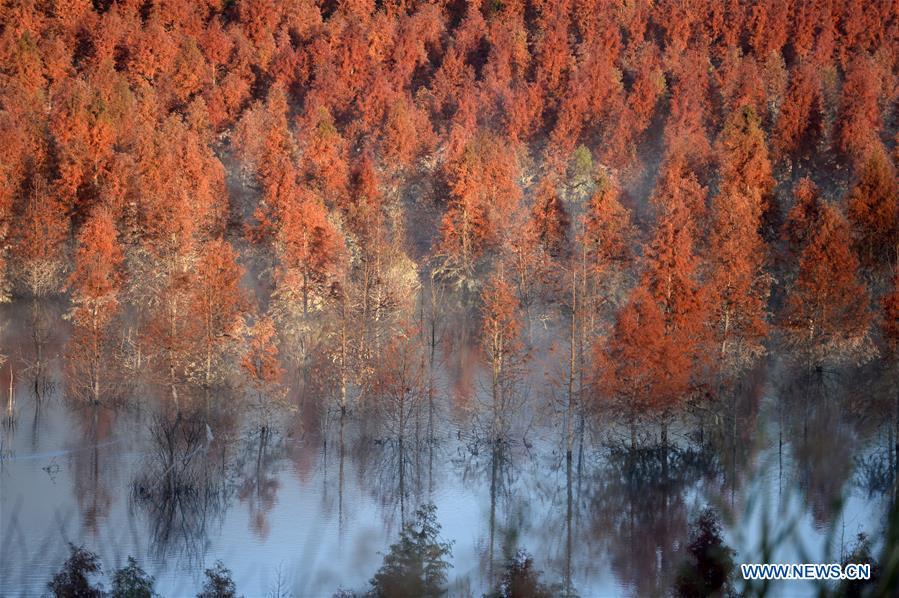 Photo taken on Jan. 5, 2019 shows the wetland of dawn redwood which is clad in mist in Dianwei Village in Panlong District of Kunming, capital of southwest China\'s Yunnan Province. The wetland is located at Songhuaba water source reserve, also the upper reaches of the Dian Lake. Songhuaba water source reserve is the main drinking water source of Kunming City. Ecological remediation measures have been implemented for ten years in this area to protect the environment. (Xinhua/Qin Qing)