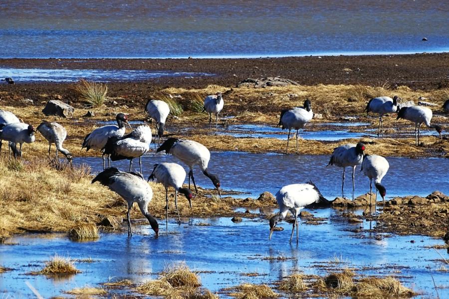Black-necked cranes are seen at Dashanbao National Nature Reserve for Black-necked Cranes in Zhaotong city, Southwest China\'s Yunnan Province. (Photo by Zheng Yuanjian for chinadaily.com.cn)