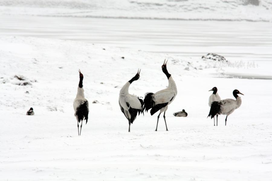 Black-necked cranes are seen at Dashanbao National Nature Reserve for Black-necked Cranes in Zhaotong city, Southwest China\'s Yunnan Province. (Photo by Zheng Yuanjian for chinadaily.com.cn)