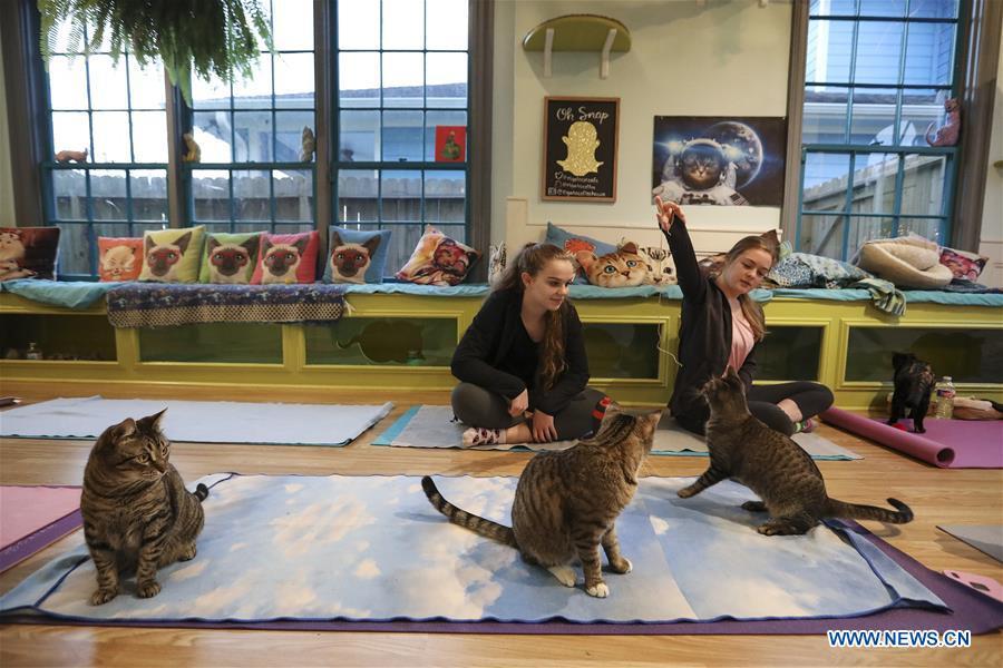 Yoga participants play with cats before a yoga class at the El Gato Coffeehouse, a cat cafe in Houston, Texas, the United States, on Jan. 6, 2019. During the Yoga with Cats class, cats walk freely among people\'s mats. Yoga participants said that it was a calm and fun experience with the cats. (Xinhua/Yi-Chin Lee)