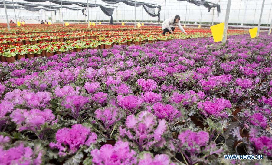 A gardener works at an agricultural park in Chengdong Township of Nantong City, east China\'s Jiangsu Province, on Jan. 7, 2019. As the Chinese Lunar New Year is drawing near, the potted plants have entered its season of sales in Chengdong Township. (Xinhua/Xiang Zhonglin)