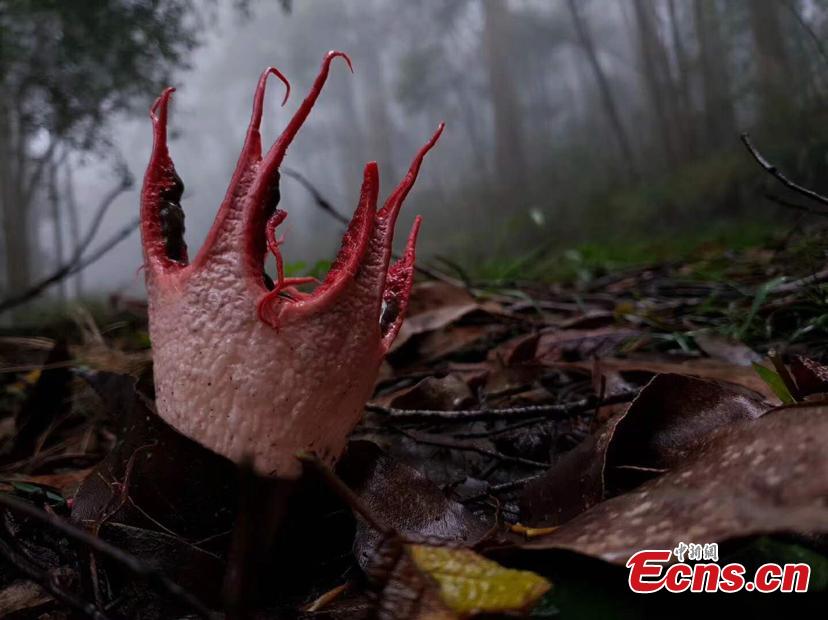 Fungus Clathrus archeri, commonly known as octopus stinkhorn or devil\'s fingers, is found in the Maolan National Nature Reserve in Libo County, Guizhou Province. With a strange, scary appearance, it also smells like putrid flesh. (Photo provided to China News Service)