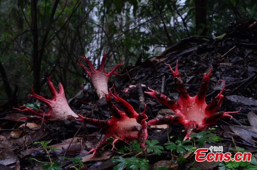 Fungus Clathrus archeri, commonly known as octopus stinkhorn or devil\'s fingers, is found in the Maolan National Nature Reserve in Libo County, Guizhou Province. With a strange, scary appearance, it also smells like putrid flesh. (Photo provided to China News Service)