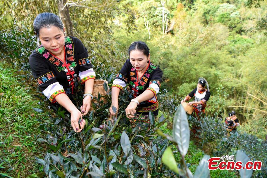 Women of the Li ethnic group pick tea leaves at a plantation at the foot of Wuzhi Mountain in Shuiman Township, South China\'s Hainan Province, Jan. 8, 2019. Farmers began picking new season tea leaves, \