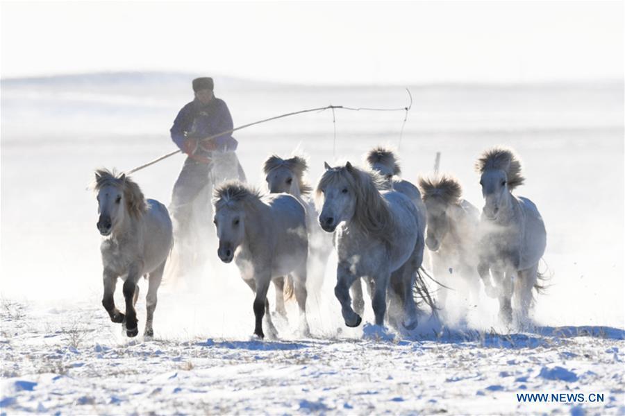 A herdsman tames horses in West Ujimqin Banner, north China\'s Inner Mongolia Autonomous Region, Jan. 8, 2019. (Xinhua/Liu Lei)