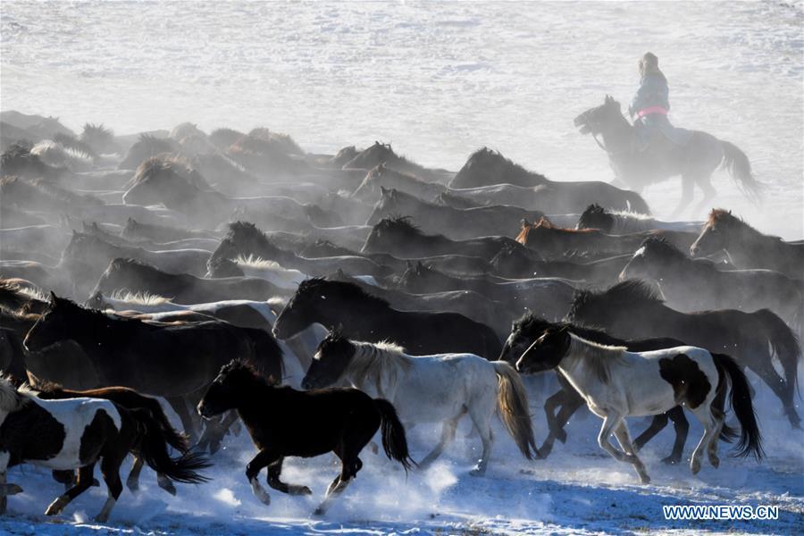 A herdsman tames horses in West Ujimqin Banner, north China\'s Inner Mongolia Autonomous Region, Jan. 8, 2019. (Xinhua/Liu Lei)