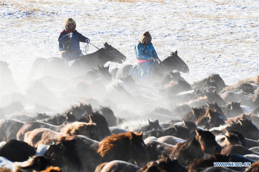 Herdsmen tame horses in West Ujimqin Banner, north China\'s Inner Mongolia Autonomous Region, Jan. 8, 2019. (Xinhua/Liu Lei)