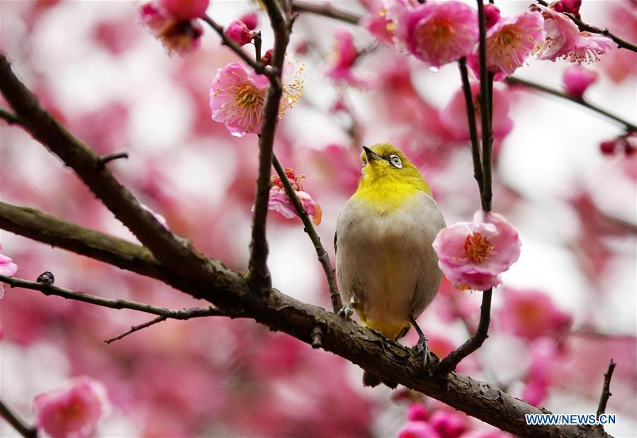 <?php echo strip_tags(addslashes(A wild bird rests on a branch of a blossoming plum tree in Guiyang, capital of southwest China's Guizhou Province, on Jan. 9, 2019. (Xinhua/Qin Gang))) ?>