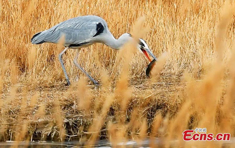 <?php echo strip_tags(addslashes(Birds at a wetland in Golmud, Haixi Mongol and Tibetan Autonomous Prefecture, Northwest China's Qinghai Province, Jan. 9, 2019. The wetland is an ideal habitat for wild birds, which in turn attract large numbers of photographers. (Photo: China News Service/Zhu Guifu))) ?>