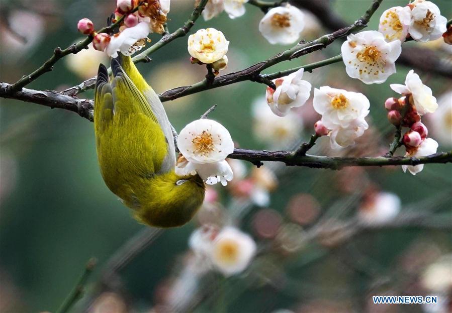 <?php echo strip_tags(addslashes(A wild bird rests on a branch of a blossoming plum tree in Guiyang, capital of southwest China's Guizhou Province, on Jan. 9, 2019. (Xinhua/Qin Gang))) ?>
