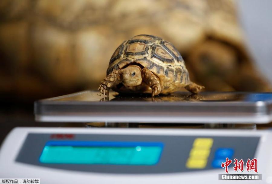 <?php echo strip_tags(addslashes(A four-month old panther turtle is weighed during an annual stocktake at the Zoo in Duisburg, Germany, Jan. 9, 2019. (Photo/Agencies))) ?>