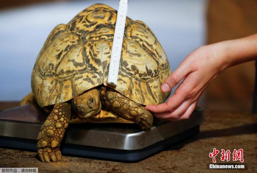 <?php echo strip_tags(addslashes(A ten-year old panther turtle is measured by a vet during an annual stocktake at the Zoo in Duisburg, Germany, Jan. 9, 2019. (Photo/Agencies))) ?>