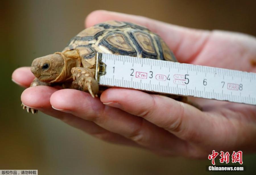 A four-month old panther turtle is measured by a vet during an annual stocktake at the Zoo in Duisburg, western Germany, Jan. 9, 2019. (Photo/Agencies)