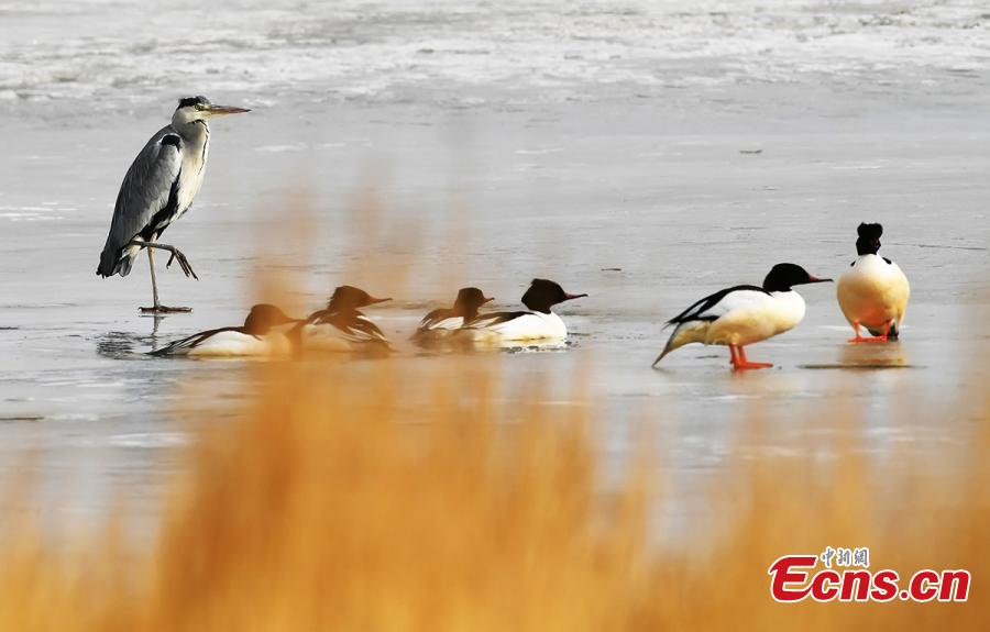 Birds at a wetland in Golmud, Haixi Mongol and Tibetan Autonomous Prefecture, Northwest China\'s Qinghai Province, Jan. 9, 2019. The wetland is an ideal habitat for wild birds, which in turn attract large numbers of photographers. (Photo: China News Service/Zhu Guifu)