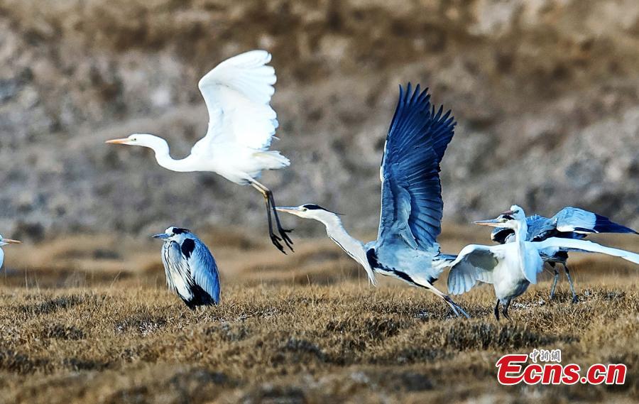 <?php echo strip_tags(addslashes(Birds at a wetland in Golmud, Haixi Mongol and Tibetan Autonomous Prefecture, Northwest China's Qinghai Province, Jan. 9, 2019. The wetland is an ideal habitat for wild birds, which in turn attract large numbers of photographers. (Photo: China News Service/Zhu Guifu))) ?>