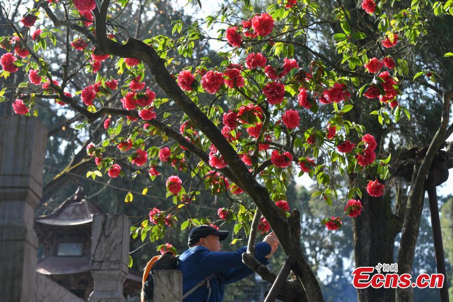 A camellia that is more than 400 years old blooms in front of the Golden Temple in Kunming City, Yunnan Province, Jan. 10, 2019. The camellia is an iconic attraction of the famous Taoist bronze-tiled temple. When in bloom, the tree has hundreds of flowers. (Photo: China News Service/Ren Dong)