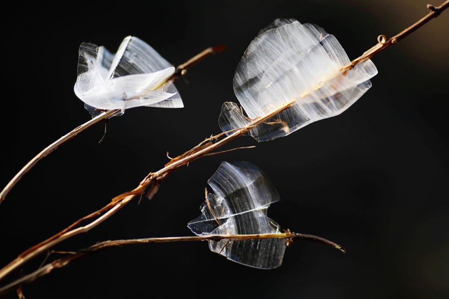 After a recent cold spell, people found ice shaped like butterflies on dry grass in Doulonggou village of Houma city in North China\'s Shanxi Province. Experts said the scene requires various factors, including proper temperature, humidity, wind strength and direction. (Photo by Qin Huaigui for chinadaily.com.cn)