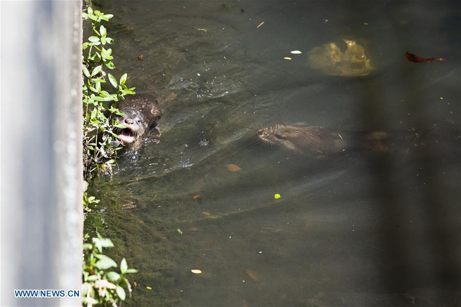 A 6-week-old smooth-coated otter pup learns to swim in a storm drain near Singapore River on Jan. 10, 2019. This family of smooth-coated otters, comprising of three adults and three otter pups, made their home in urban city centre of Singapore. (Xinhua/Then Chih Wey)