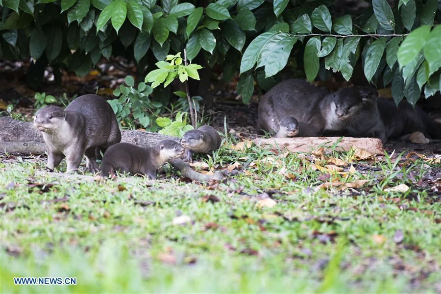 A family of smooth-coated otters make their way to a canal to practise swimming near Singapore River on Jan. 10, 2019. This family of smooth-coated otters, comprising of three adults and three otter pups, made their home in urban city centre of Singapore. (Xinhua/Then Chih Wey)