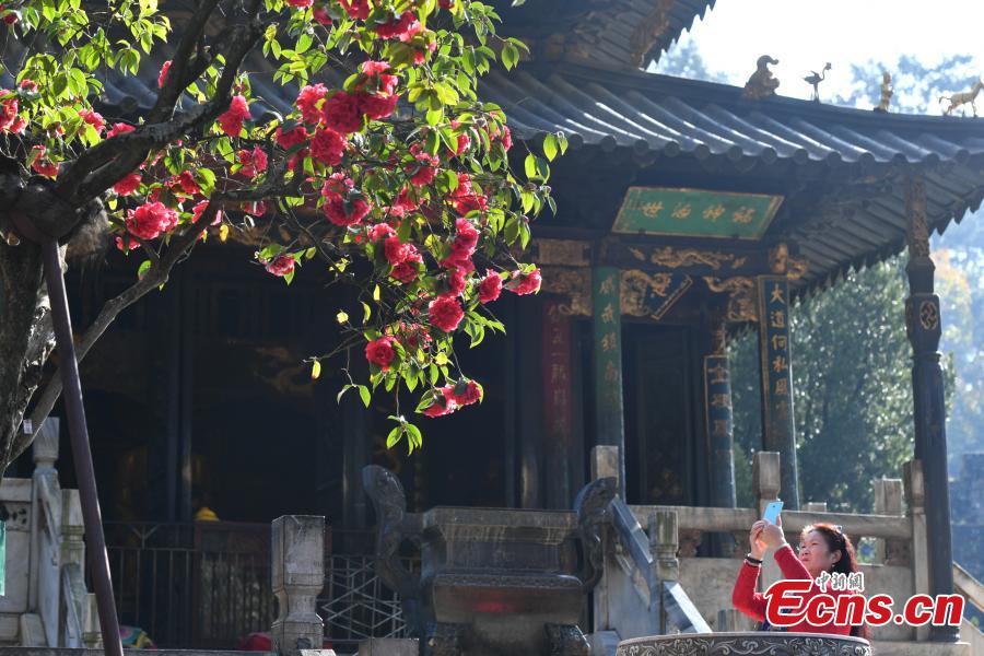 A camellia that is more than 400 years old blooms in front of the Golden Temple in Kunming City, Yunnan Province, Jan. 10, 2019. The camellia is an iconic attraction of the famous Taoist bronze-tiled temple. When in bloom, the tree has hundreds of flowers. (Photo: China News Service/Ren Dong)