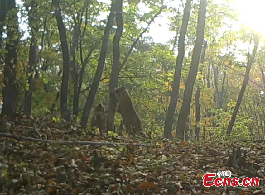 A still image from a video taken on May 10, 2018 by an infrared camera in Hunchun, Jilin Province shows a rare scene, a family of five wild Siberian tigers at the Northeast Tiger and Leopard National Park. Established in 2017, the park covers more than 1.46 million hectares. About 71 percent of the area is in Jilin and the rest in adjacent Heilongjiang Province. (Photo provided to China News Service)