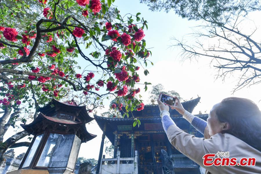 A camellia that is more than 400 years old blooms in front of the Golden Temple in Kunming City, Yunnan Province, Jan. 10, 2019. The camellia is an iconic attraction of the famous Taoist bronze-tiled temple. When in bloom, the tree has hundreds of flowers. (Photo: China News Service/Ren Dong)