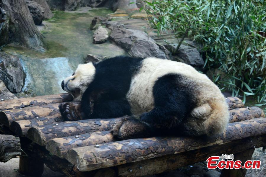 A giant panda rests in an air-conditioned room at the Beijing Zoo, Jan. 10, 2019, as the city\'s temperatures continued to drop. (Photo: China News Service/Fan Jiashan)