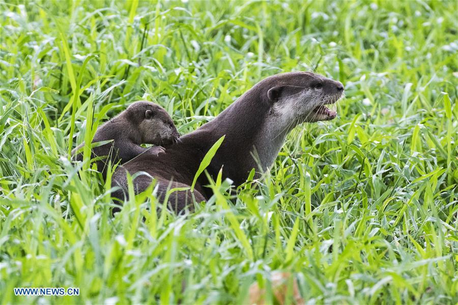 A family of smooth-coated otters make their way to a canal to practise swimming near Singapore River on Jan. 10, 2019. This family of smooth-coated otters, comprising of three adults and three otter pups, made their home in urban city centre of Singapore. (Xinhua/Then Chih Wey)