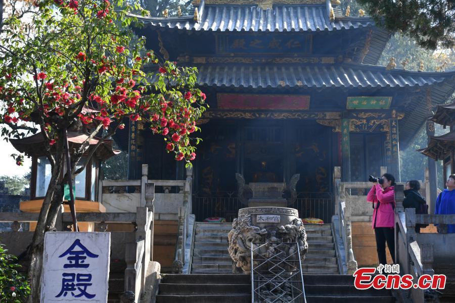 A camellia that is more than 400 years old blooms in front of the Golden Temple in Kunming City, Yunnan Province, Jan. 10, 2019. The camellia is an iconic attraction of the famous Taoist bronze-tiled temple. When in bloom, the tree has hundreds of flowers. (Photo: China News Service/Ren Dong)