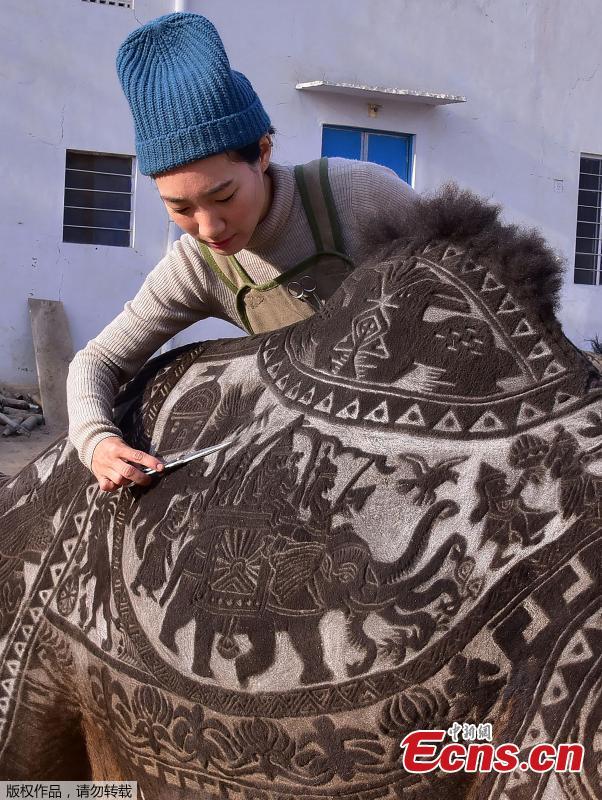 A hairstylist from Japan creates intricate art on live animals for the Bikaner Camel Festival in Rajasthan, India, Jan. 10, 2019. (Photo/Agencies)