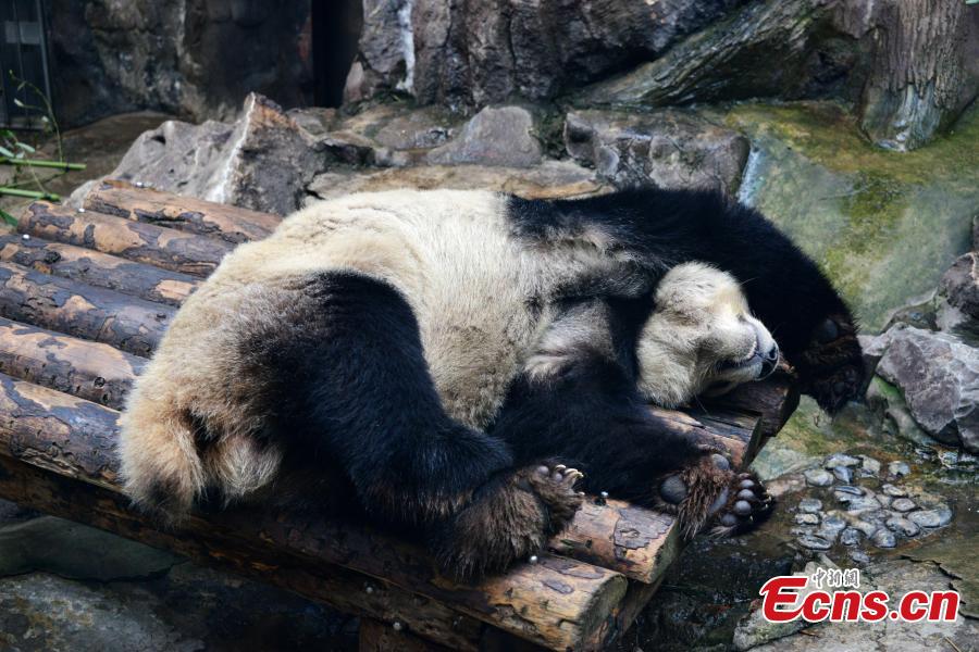 A giant panda rests in an air-conditioned room at the Beijing Zoo, Jan. 10, 2019, as the city\'s temperatures continued to drop. (Photo: China News Service/Fan Jiashan)