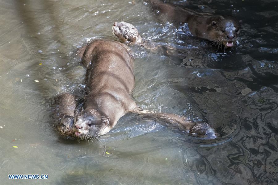 A trio of 6-week-old smooth-coated otter pups learn to swim in a storm drain near Singapore River on Jan. 10, 2019. This family of smooth-coated otters, comprising of three adults and three otter pups, made their home in urban city centre of Singapore. (Xinhua/Then Chih Wey)